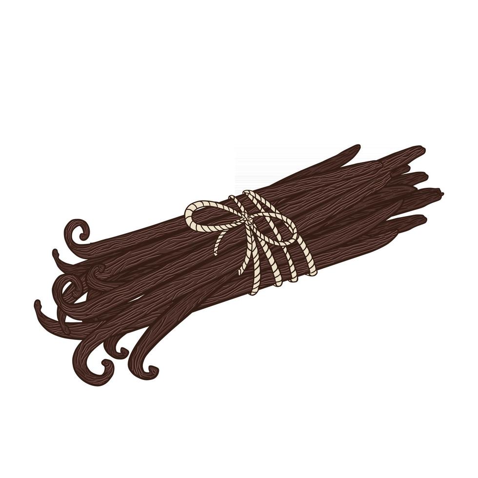illustration de bouquet de bâtons de vanille dessinés à la main vecteur