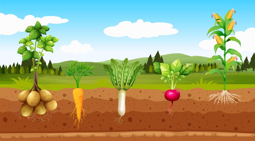 Légumes d&#39;agriculture et racines souterraines vecteur