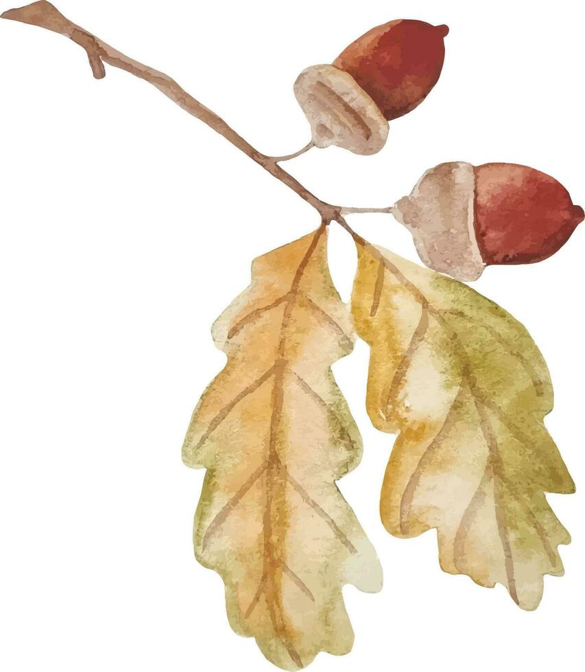 aquarelle main tiré l'automne chêne branche avec glands clipart isolé sur blanc Contexte vecteur