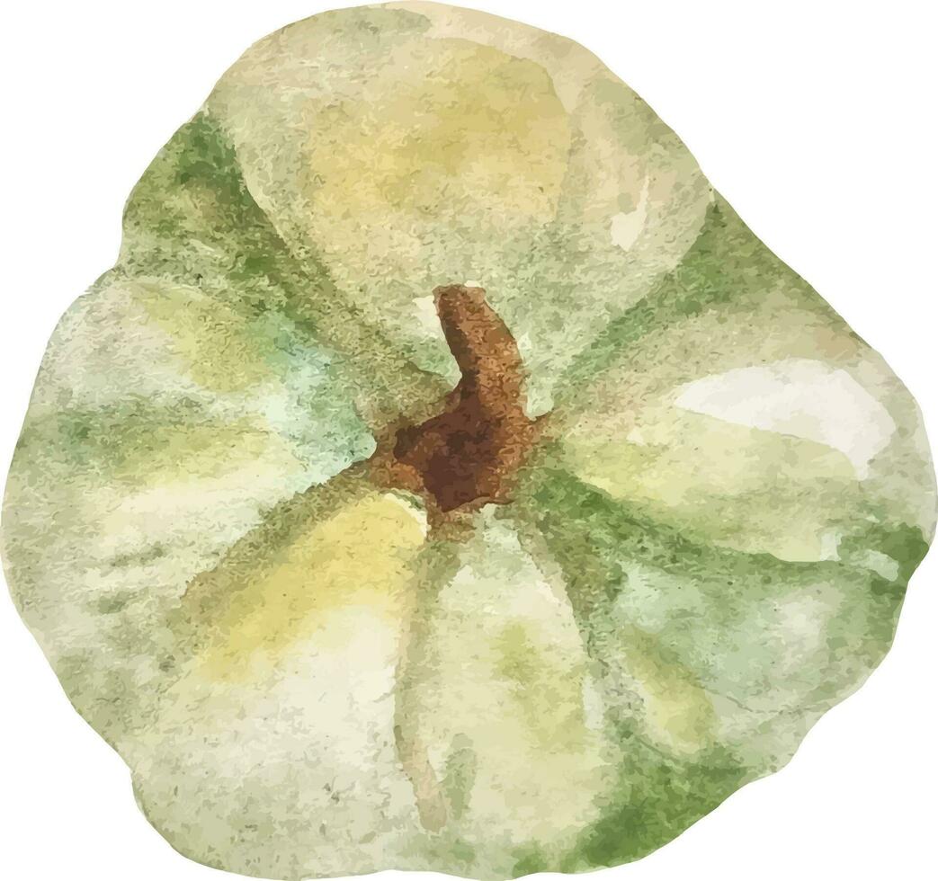 citrouille aquarelle isolée sur blanc, type blanc et vert dessiné à la main de citrouille d'automne vecteur