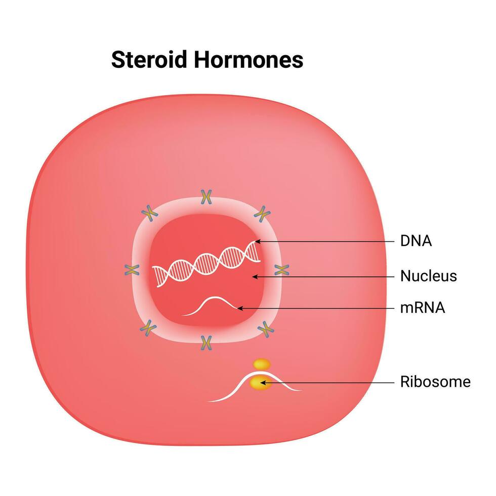 stéroïde les hormones science conception vecteur illustration