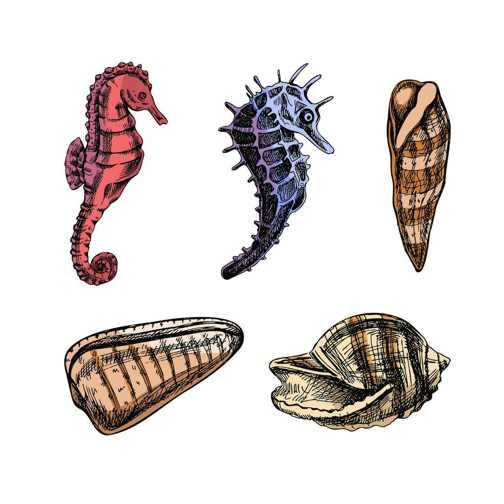 coquillages, hippocampes, buccin Couleur vecteur ensemble. main tiré esquisser illustration. collection de réaliste croquis de divers océan créatures isolé sur blanc Contexte.