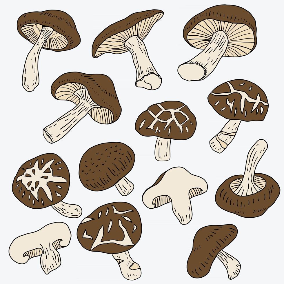 doodle croquis à main levée dessin de légume champignon shitake. vecteur