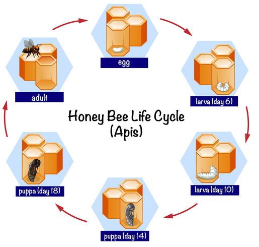 Cycle de la vie des abeilles science vecteur