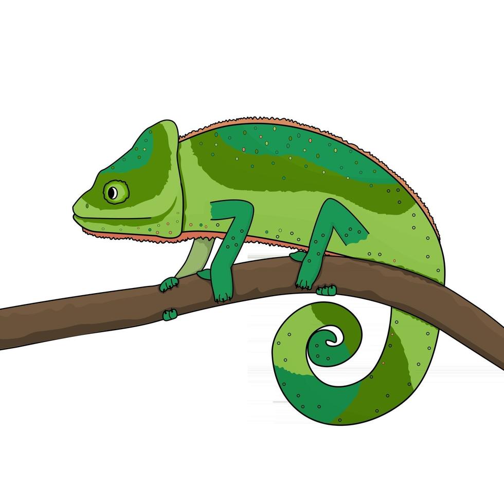 un caméléon vert se déplace le long d'une branche d'un arbre ou d'une plante vecteur