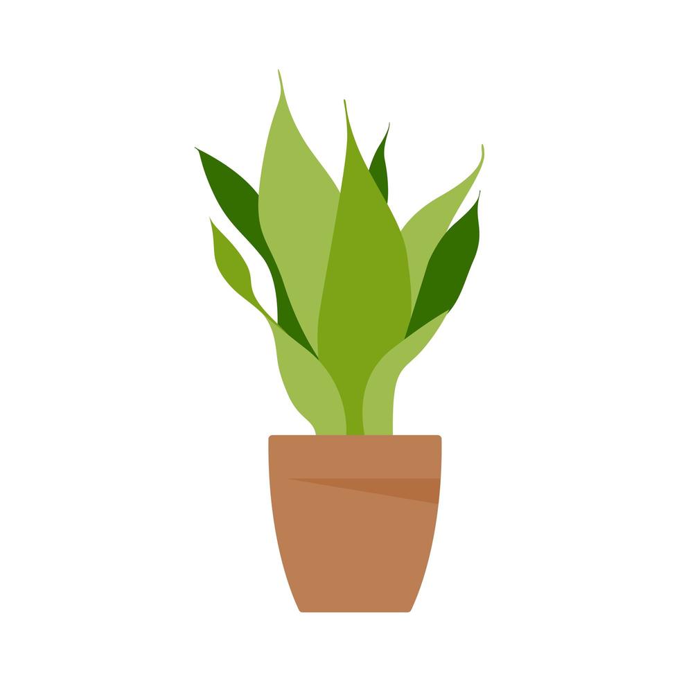 plante domestique. plante en pot isolée sur blanc. plat. illustration vectorielle. vecteur