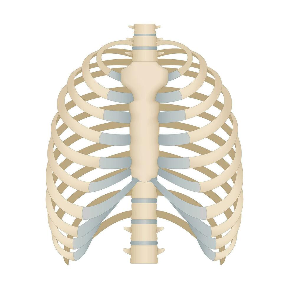 des os de le Humain poitrine. squelettique système pour une médicament affiche. vecteur