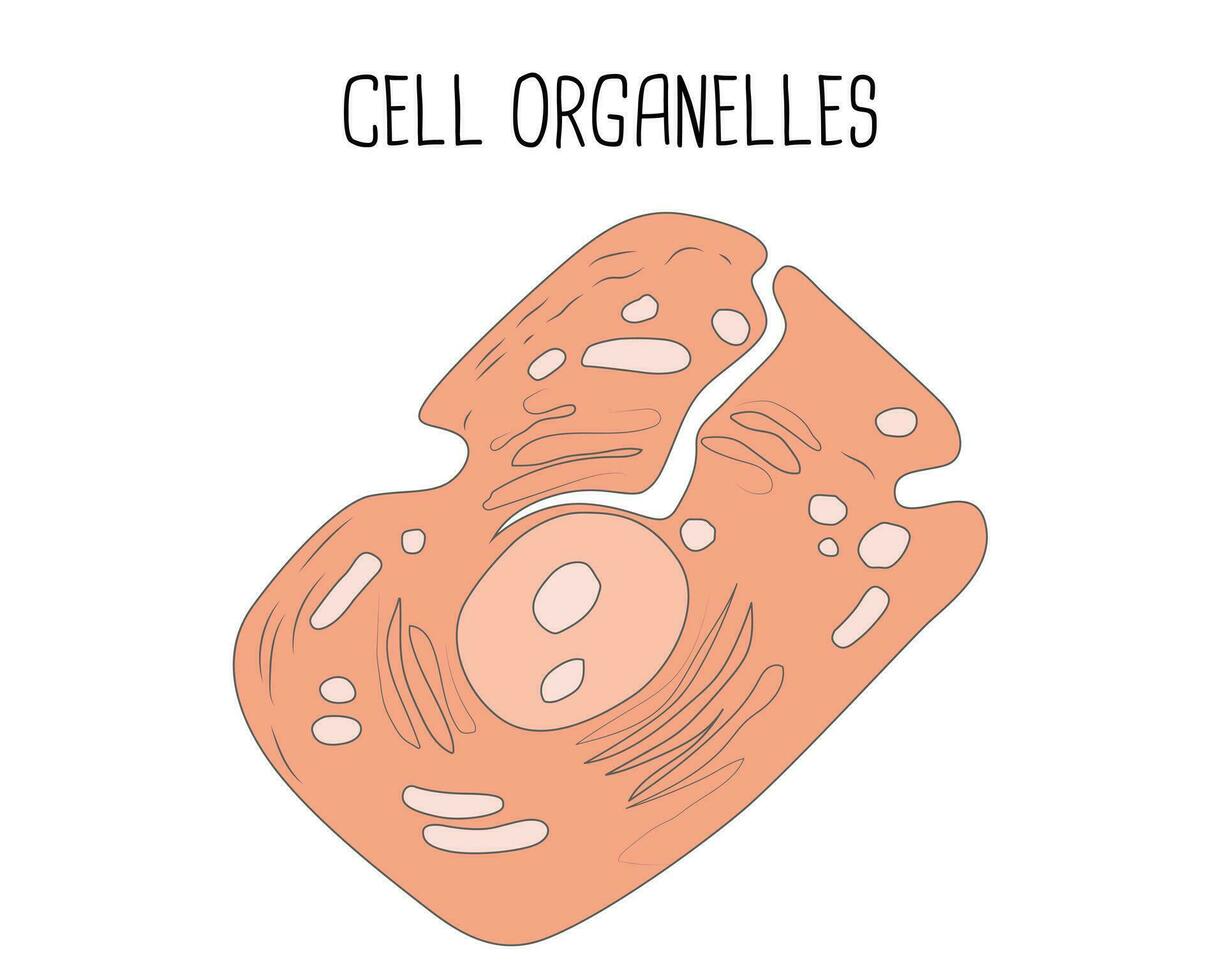 cellule organites vecteur conception illustration