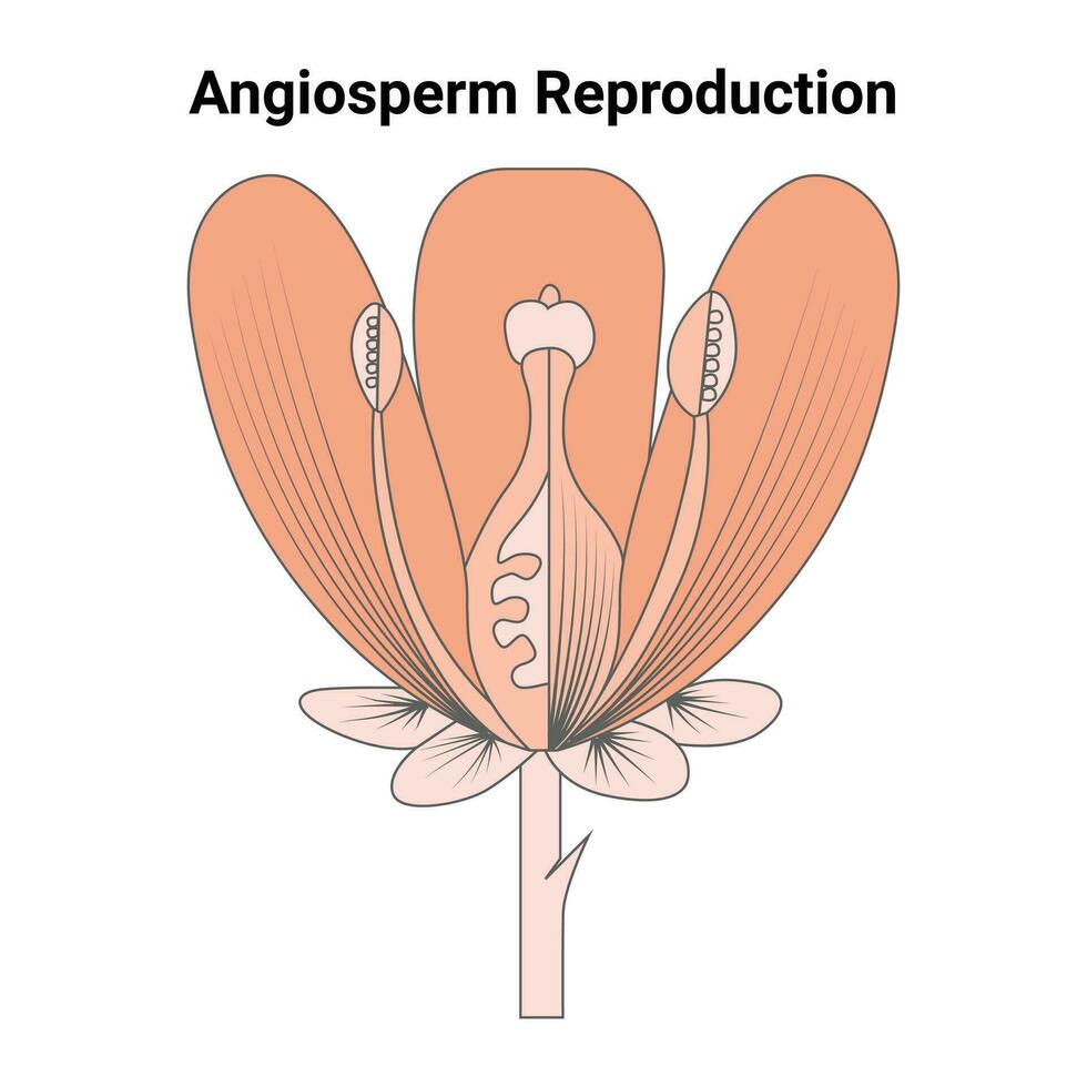 angiosperme la reproduction vecteur conception illustration