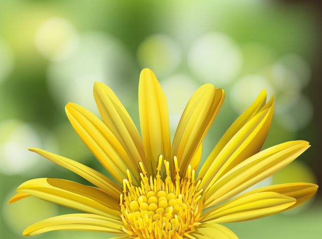 Une belle marguerite jaune sur fond de nature vecteur