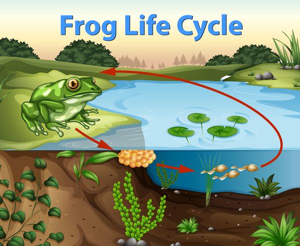 Science du cycle de vie de la grenouille vecteur