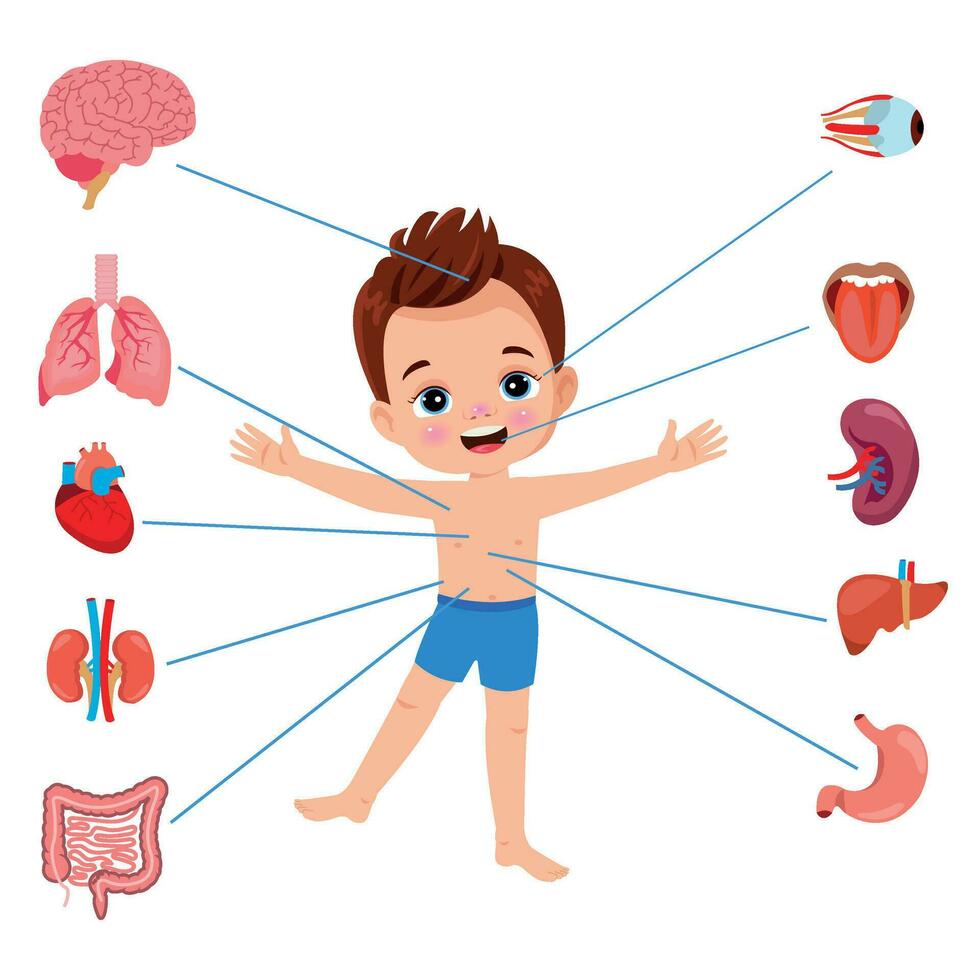 organe interne de l'anatomie humaine avec cerveau, poumons, intestin, cœur, rein, pancréas, rate, foie et estomac. illustration vectorielle isolée vecteur