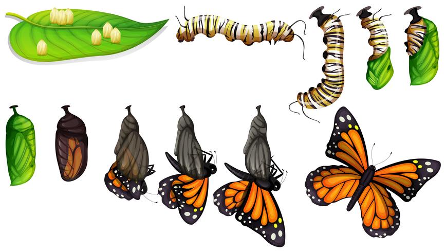 Le cycle de vie du papillon vecteur