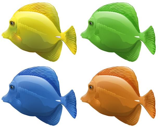 Quatre couleurs de poisson différentes vecteur