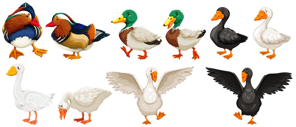 Différents types de canards et d&#39;oie vecteur