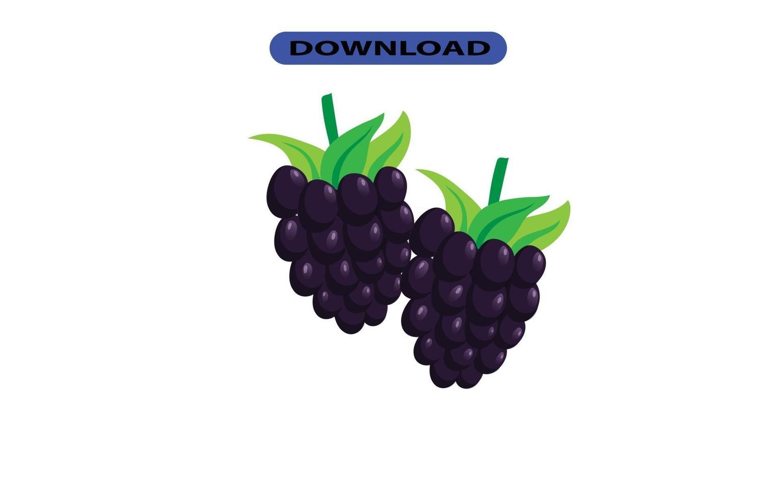 raisins frais et gros avec une haute résolution vecteur