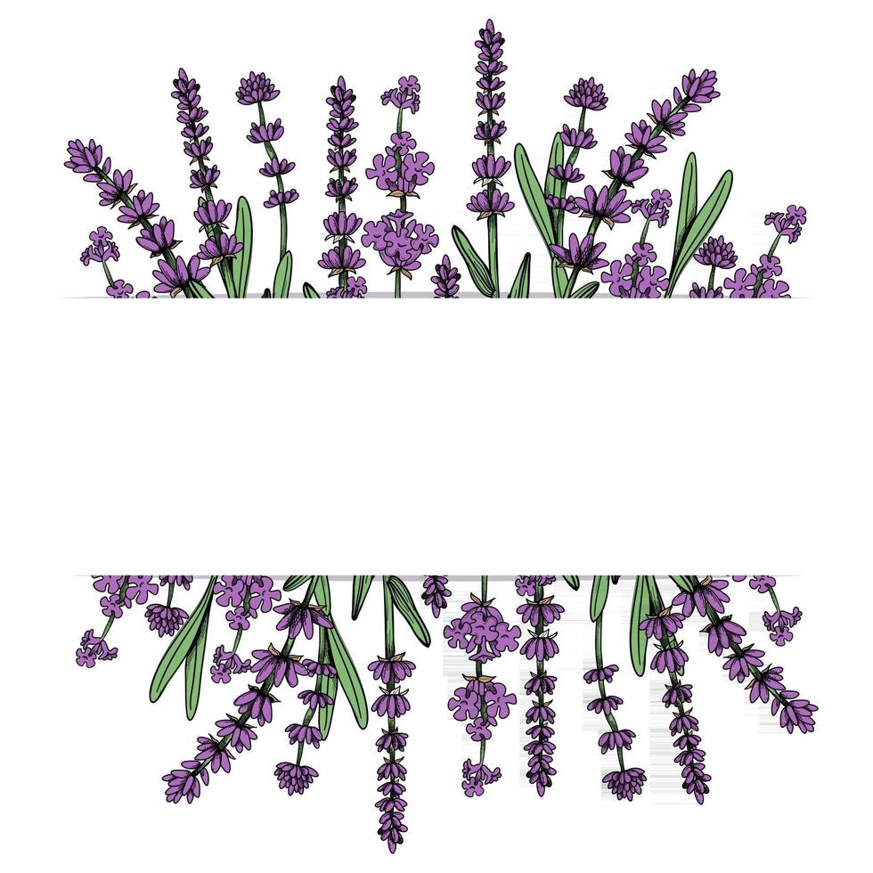 cadre floral avec des fleurs de lavande. illustration vectorielle dessinés à la main vecteur