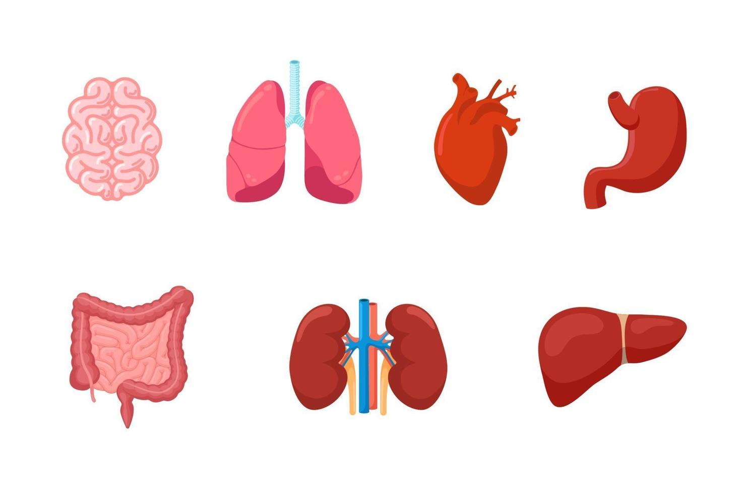 organe interne de l'anatomie humaine sertie de coeur d'intestin de poumon de cerveau vecteur