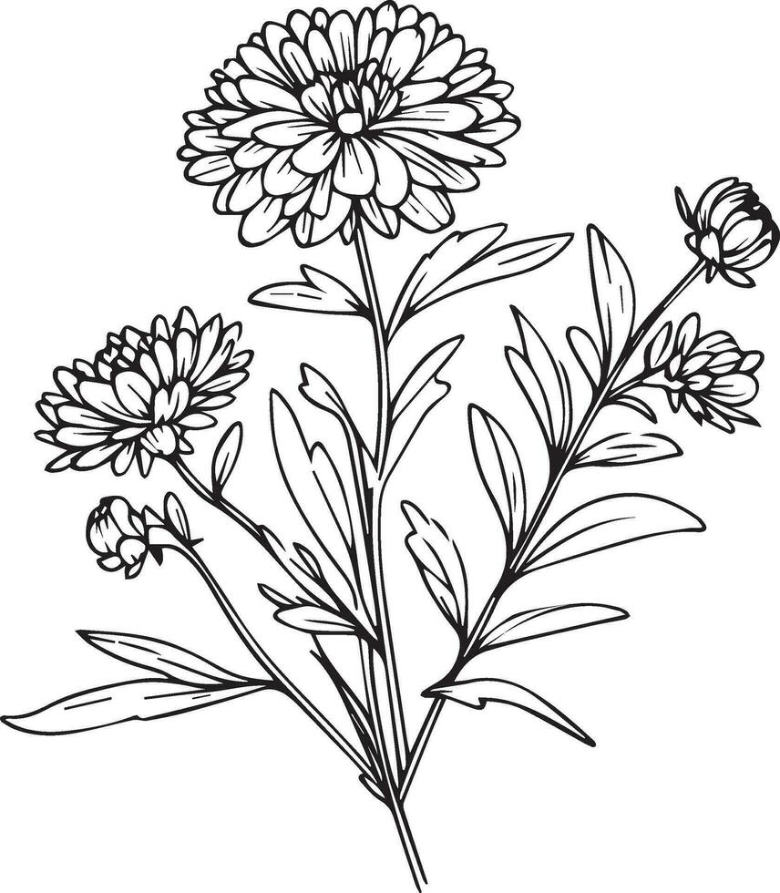 ensemble de une décoratif stylisé aster fleur isolé sur blanc Contexte. très détaillé vecteur illustration, septembre naissance fleur mur décor