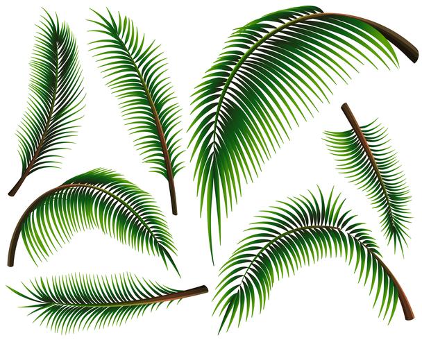 Différentes tailles de feuilles de palmier vecteur