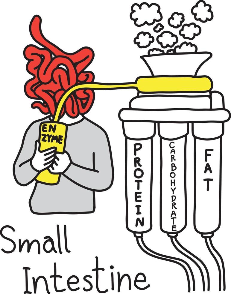 fonction métaphorique de l'intestin grêle pour fabriquer une enzyme pour digérer les protéines vecteur