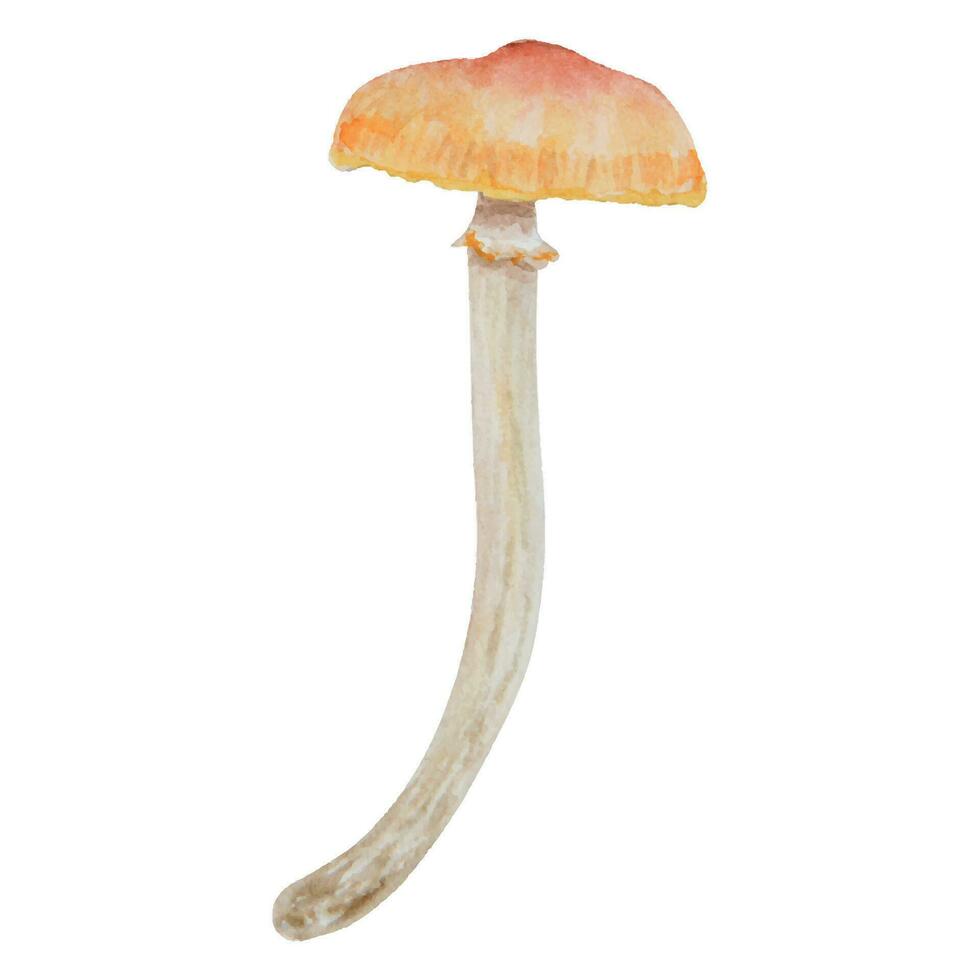 aquarelle main tiré illustration de toxique champignon. galerine marginata, champignon vénéneux agrafe art pour cartes, Fée contes, livre, la magie impressions, éco Naturel à base de plantes médecine, produits de beauté, homéopathique remèdes vecteur