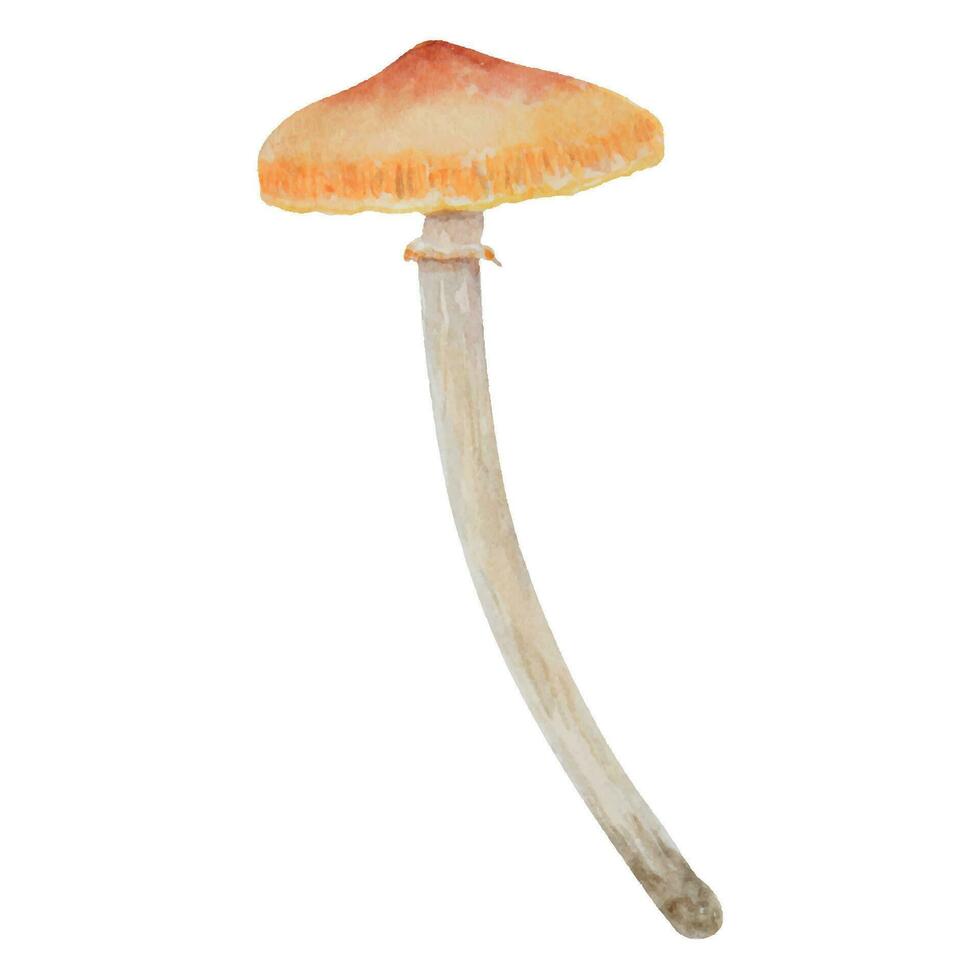 aquarelle main tiré illustration de toxique champignon. galerine marginata, champignon vénéneux agrafe art pour cartes, Fée contes, livre, la magie impressions, éco Naturel à base de plantes médecine, produits de beauté, homéopathique remèdes vecteur