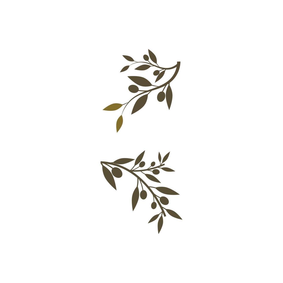 modèle de conception olive icône vector illustration