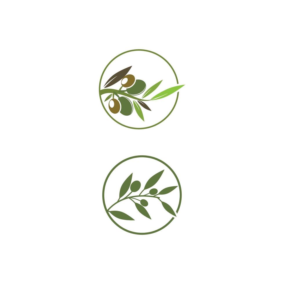 modèle de conception olive icône vector illustration