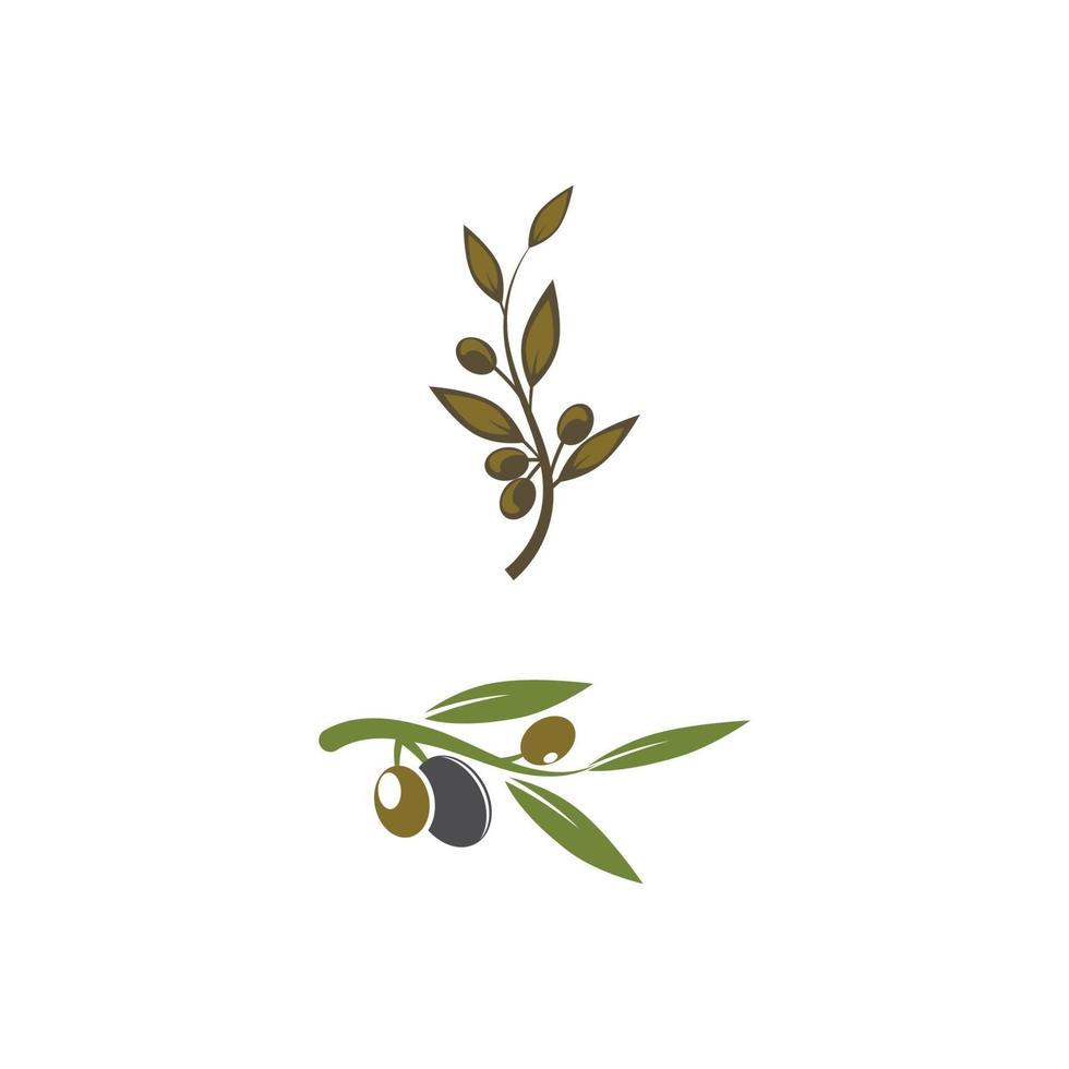 modèle de conception olive icône vector illustration