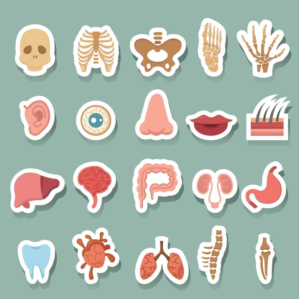 icônes de l'anatomie humaine vecteur