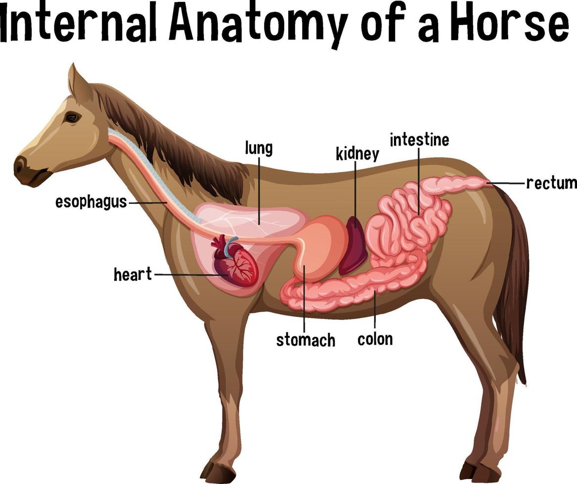 anatomie interne d'un cheval avec étiquette vecteur