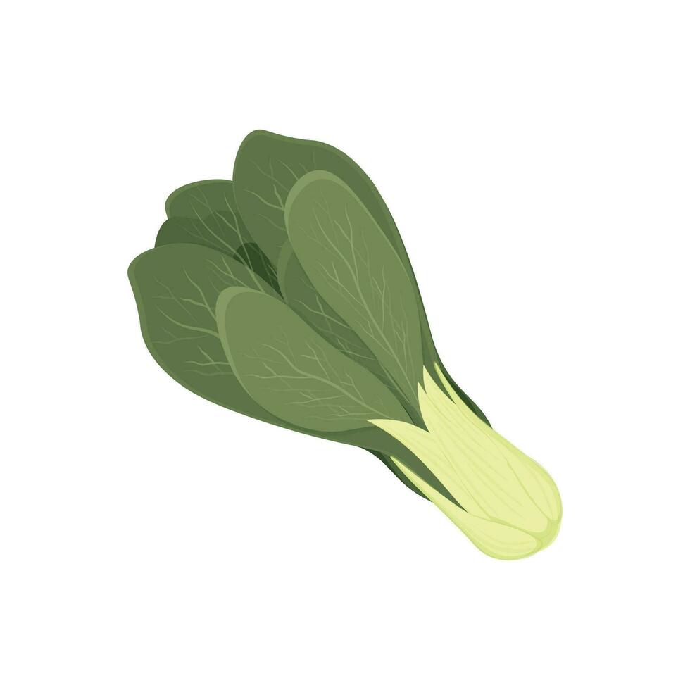 Frais vert bok choy réaliste illustration logo vecteur