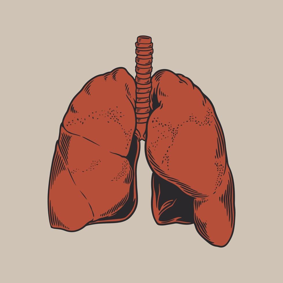 anatomie humaine, poumons, gravure, croquis vecteur