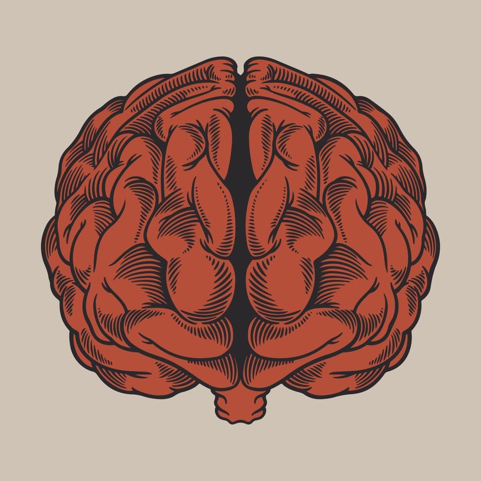Vintage gravure dessin cerveau humain devant la vue vecteur