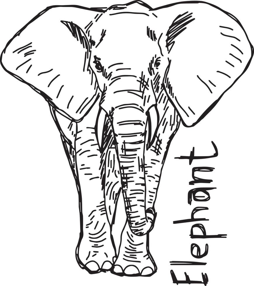 éléphant - croquis d'illustration vectorielle dessinés à la main vecteur