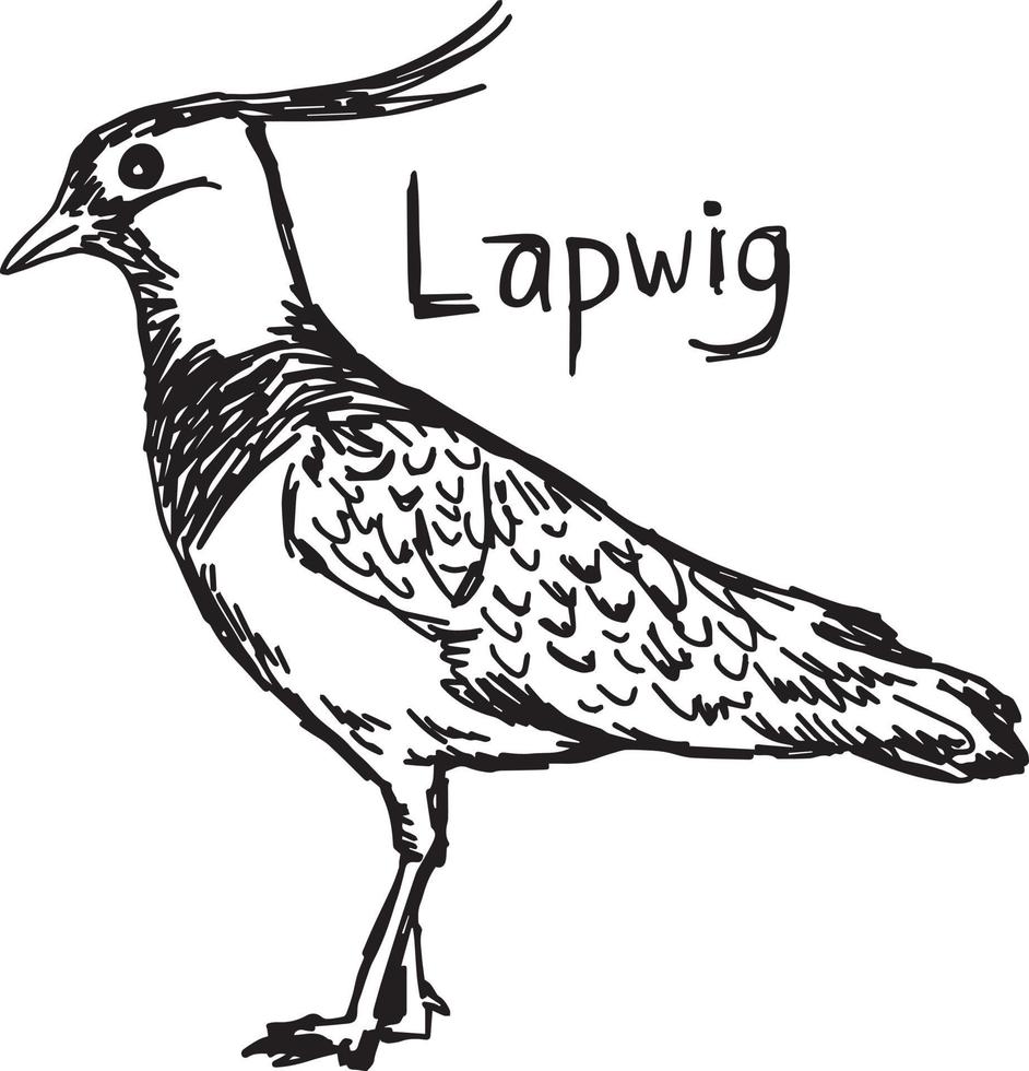 Lapwig - croquis d'illustration vectorielle dessinés à la main vecteur