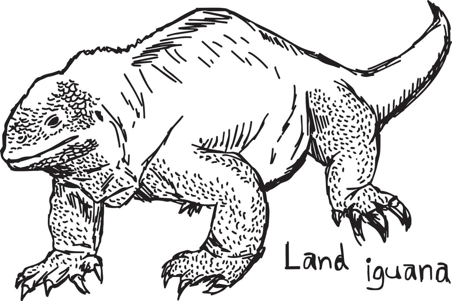 Iguane terrestre - croquis d'illustration vectorielle dessinés à la main vecteur