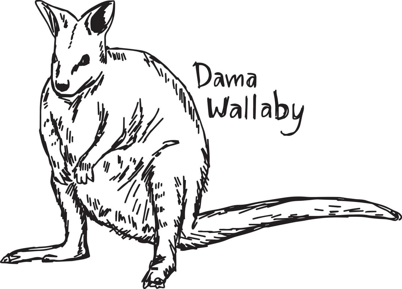 dama wallaby - illustration vectorielle croquis dessinés à la main vecteur