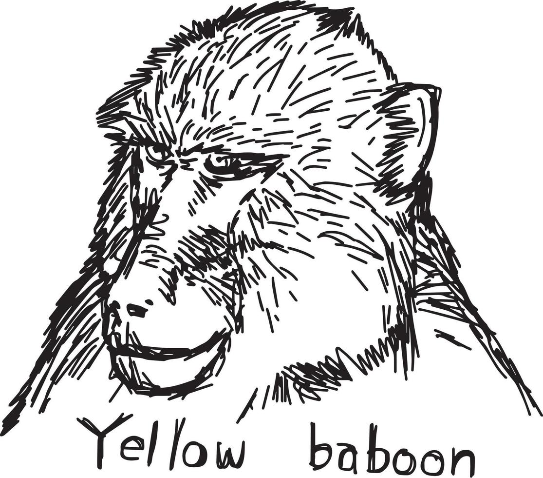 Tête de babouin jaune - croquis d'illustration vectorielle dessinés à la main vecteur