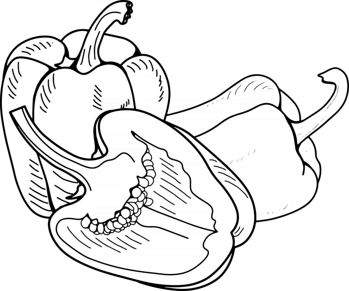 dessin de contour de poivron. vecteur