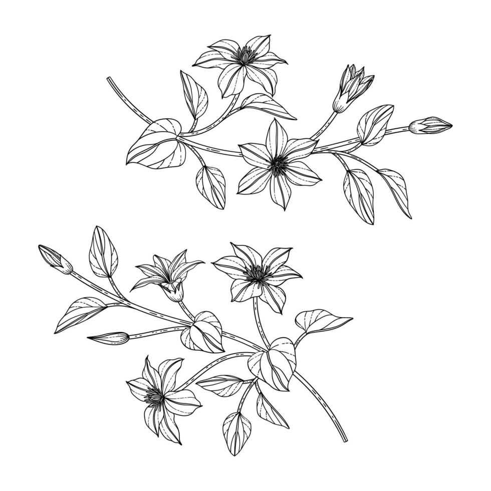 illustration florale de clématite dessinée à la main. vecteur