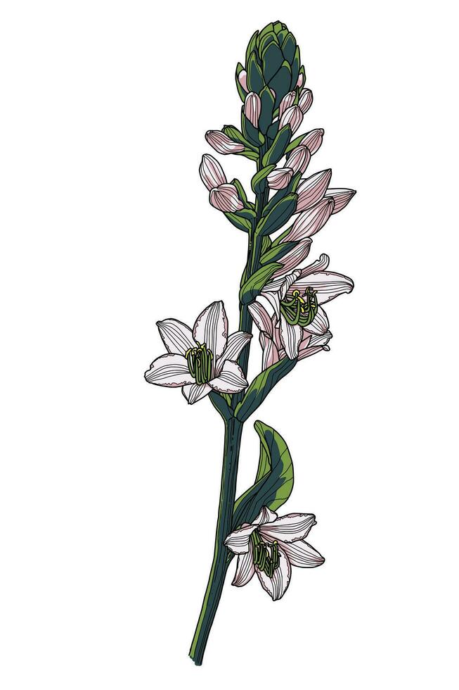 hosta fleur main dessin avec feuilles et bourgeons, coloré modèle avec noir contour. conception élément pour décorer imprimé des produits, faire-part, cartes postales. vecteur