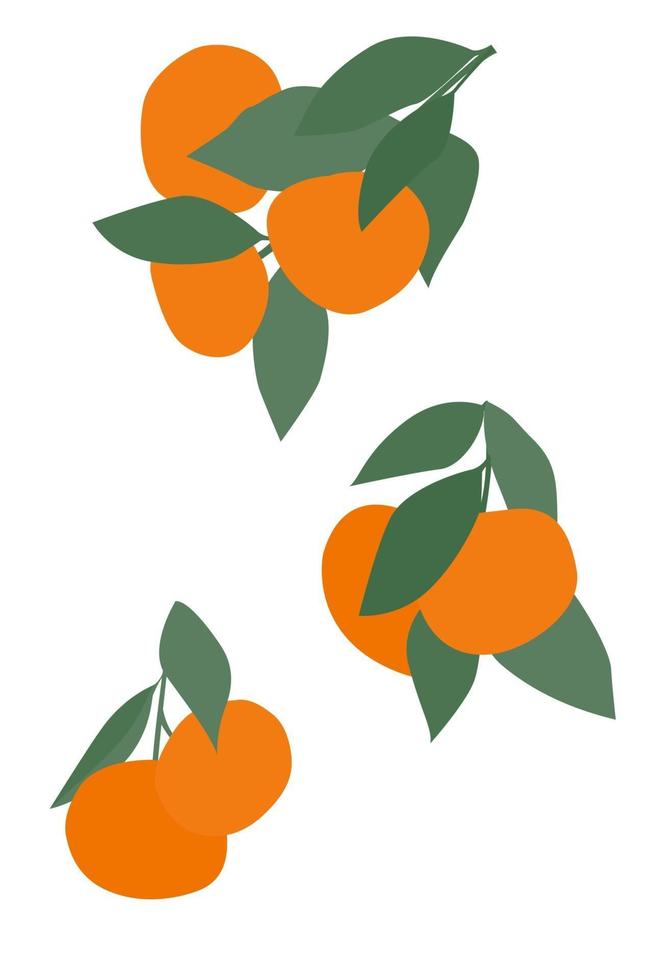 branches de mandarine isolées sur fond blanc. vecteur