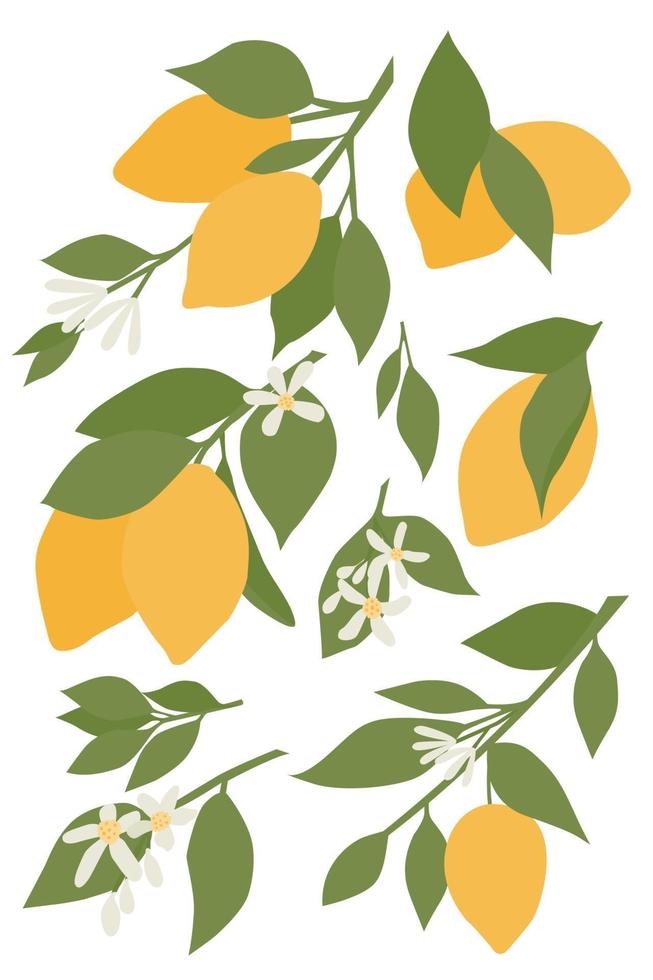 un ensemble de brins de fleurs et de feuilles de citron sur fond blanc. vecteur