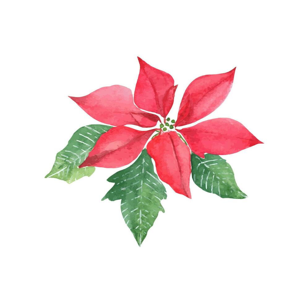 rouge poinsettia plante. symbole de le Nouveau année et Noël. aquarelle main peint illustration isolé sur blanc Contexte. ancien montant. bien pour cartes, impressions, autocollants, décoration. vecteur