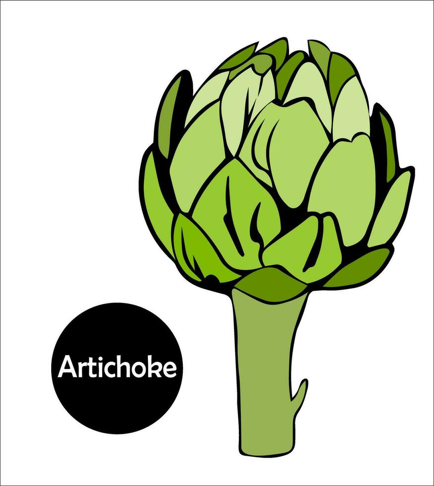 un comestible bourgeon avec artichaut pétales est Couper dans moitié. utile plante pour en bonne santé régime. vecteur griffonnage illustration.