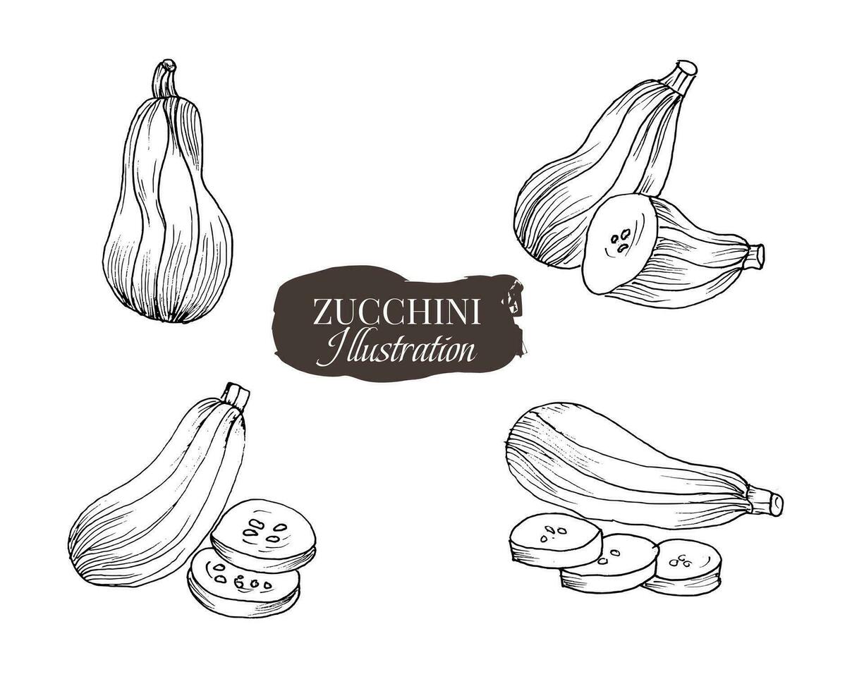 main tiré Zucchini légume illustration vecteur