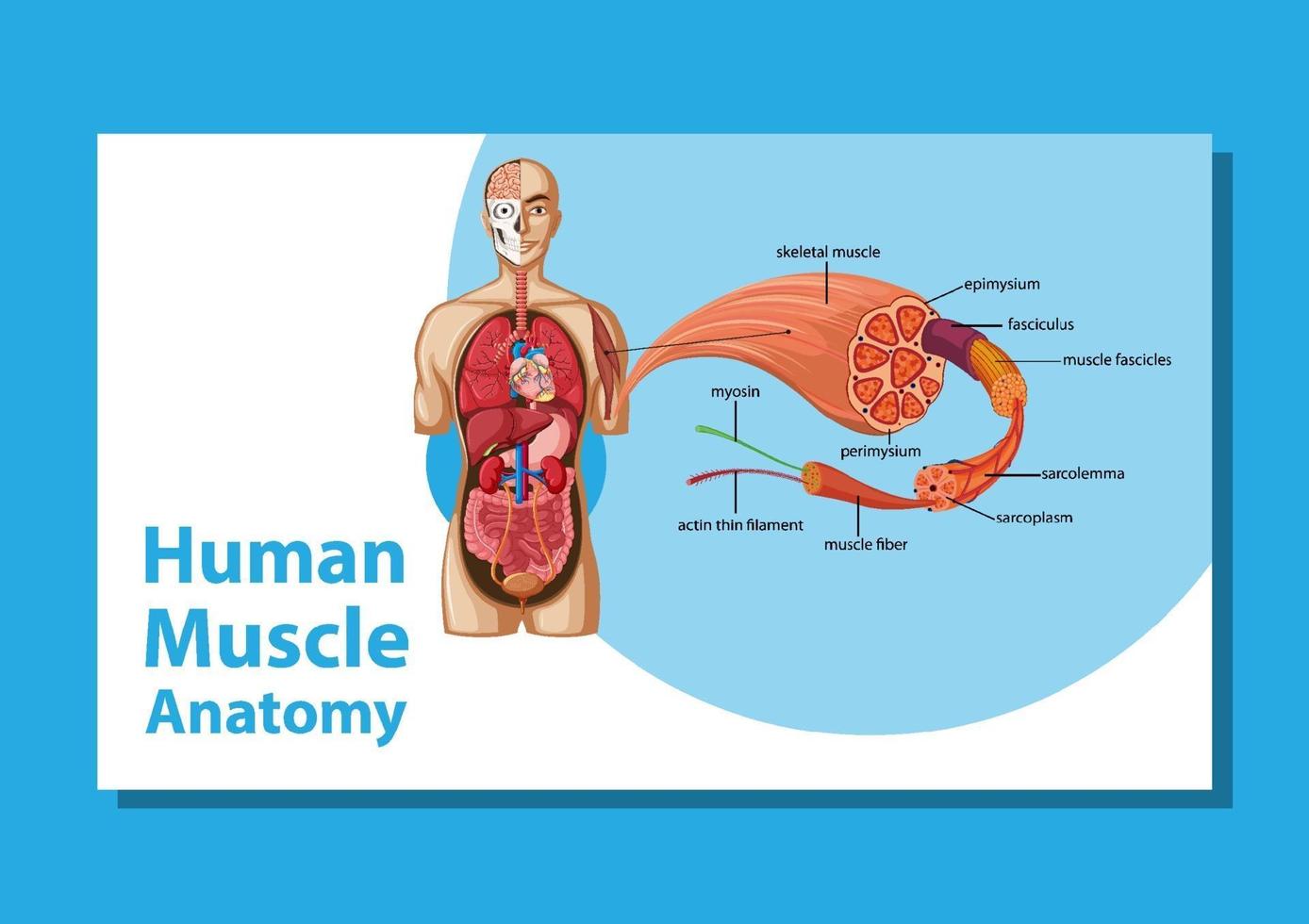 anatomie musculaire humaine avec anatomie du corps vecteur