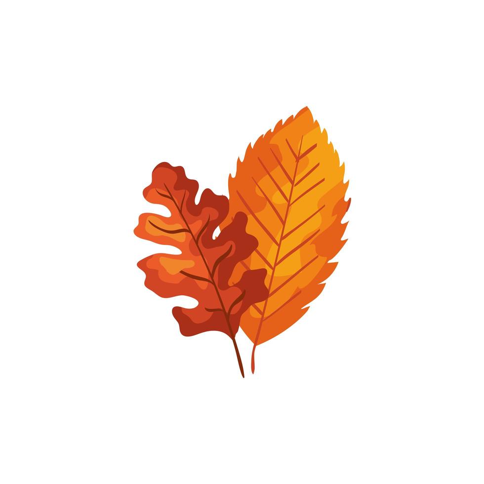 icône isolé de feuilles d'automne de saison vecteur